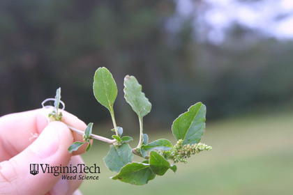 Weed photograph 6