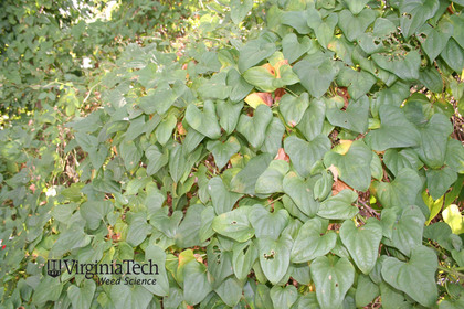 Weed photograph 3