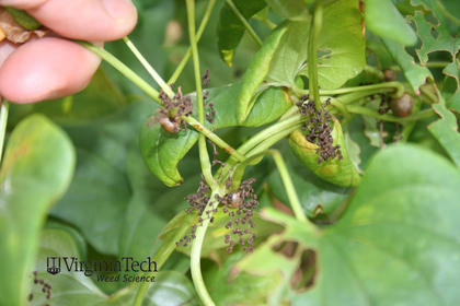 Weed photograph 4