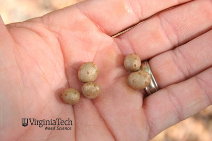 Weed photograph 5