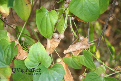 Weed photograph 6