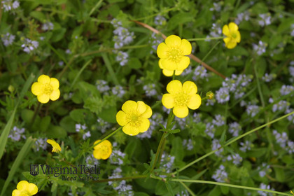 Weed photograph 2