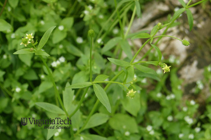 Weed photograph 3