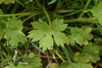 Weed photograph 4