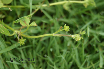 Weed photograph 5