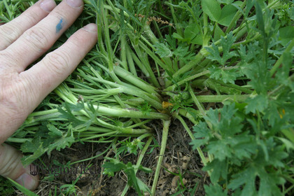 Weed photograph 6