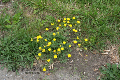 Weed photograph 7
