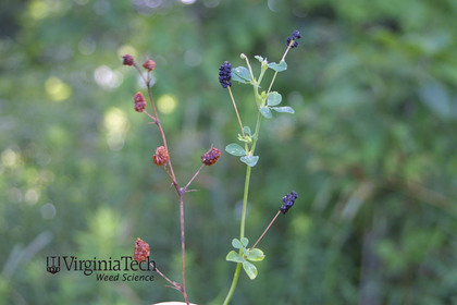 Weed photograph 1