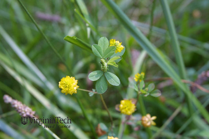 Weed photograph 2