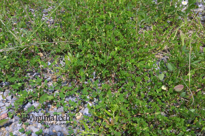Weed photograph 3