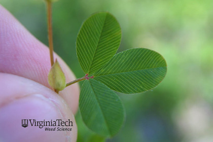 Weed photograph 4