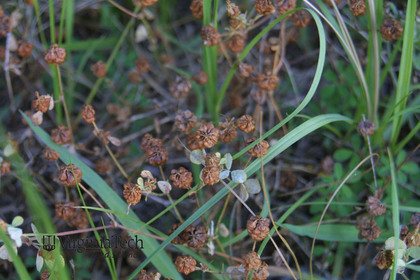 Weed photograph 6