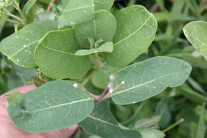 Weed photograph 2