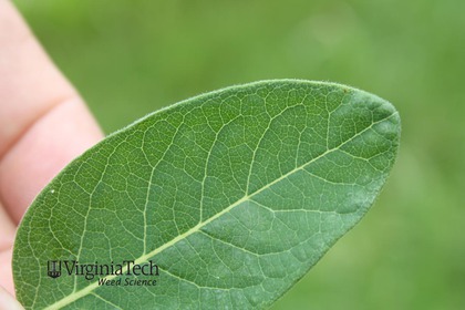 Weed photograph 3