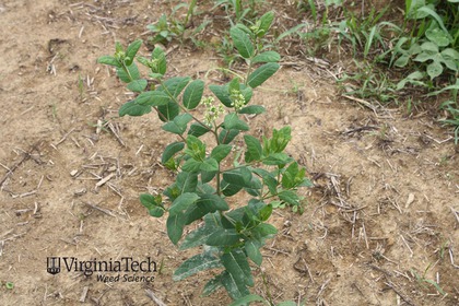 Weed photograph 5