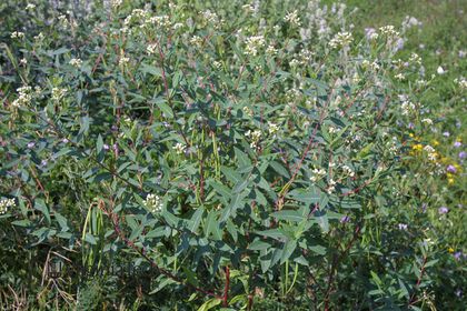 Weed photograph 6