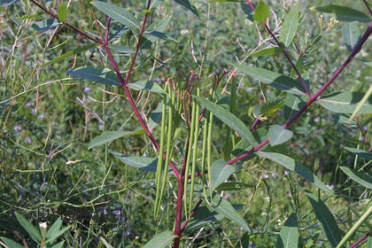 Weed photograph 7