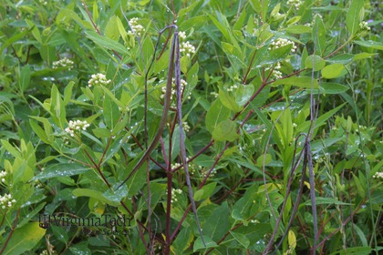 Weed photograph 8