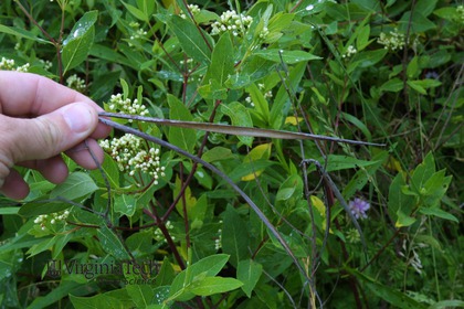 Weed photograph 9