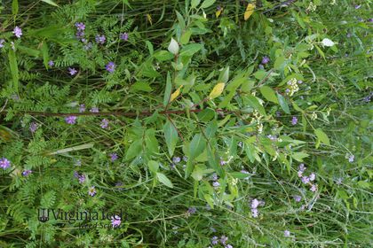 Weed photograph 10