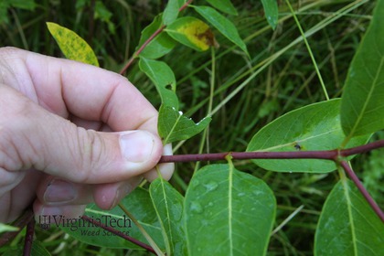 Weed photograph 11