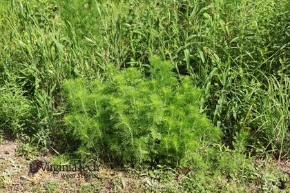 Weed photograph 8