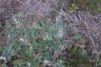 Weed photograph 1
