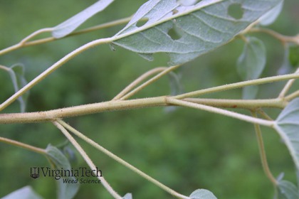 Weed photograph 2