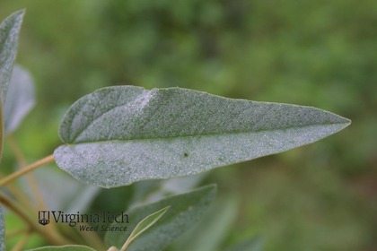 Weed photograph 3