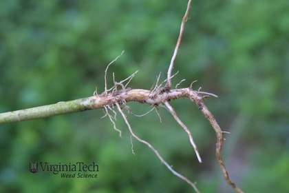 Weed photograph 4