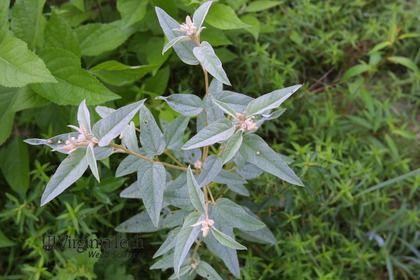 Weed photograph 5