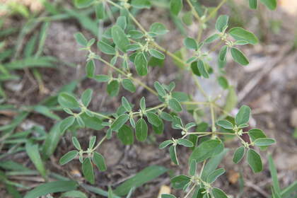 Weed photograph 6