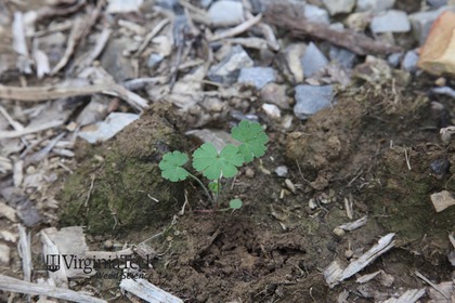Weed photograph 5