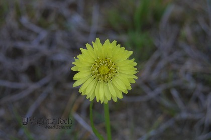 Weed photograph 1