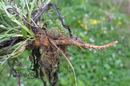 Weed photograph 2