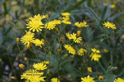 Weed photograph 4