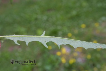 Weed photograph 5