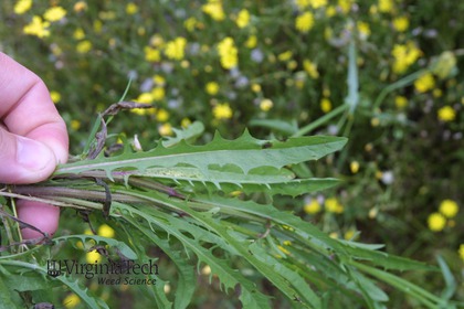 Weed photograph 6