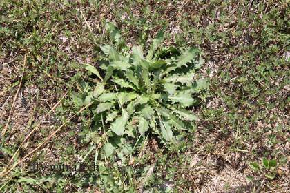 Weed photograph 8
