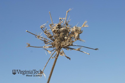 Weed photograph 3