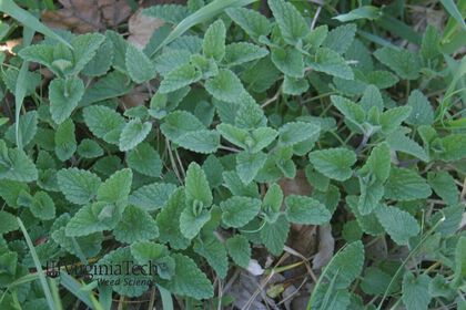 Weed photograph 2