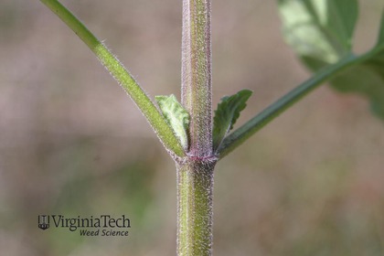 Weed photograph 4