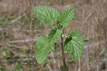 Weed photograph 5