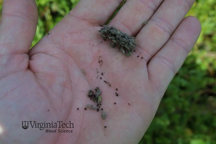 Weed photograph 6