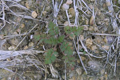 Weed photograph 3