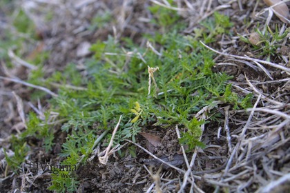 Weed photograph 7