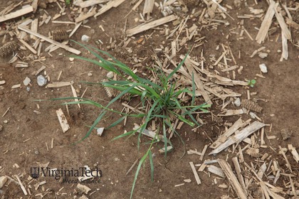 Weed photograph 6