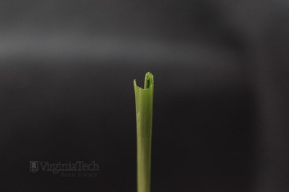 Weed photograph 7