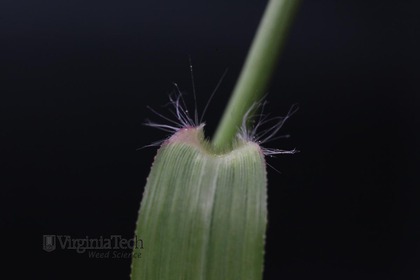 Weed photograph 8