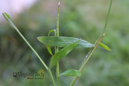 Weed photograph 2